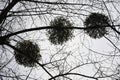 Mistletoe witchÃ¢â¬â¢s broom against a gray sky in early spring